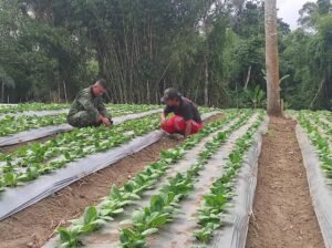 I Nyoman Siram Hibahkan Lahan untuk Budidaya Pakcoy, Dukung Ketahanan Pangan TMMD Ke-129